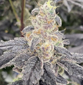 3.5g Space Gas - Indica