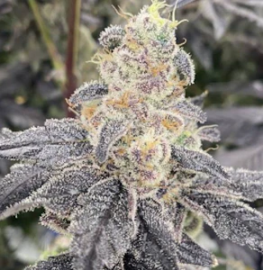 Molecular Farms - 3.5g Space Gas - Hybrid