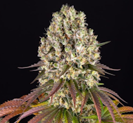 3.5g Garlic Diesel - Sativa