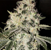 3.5g Mandarin Jack - Sativa