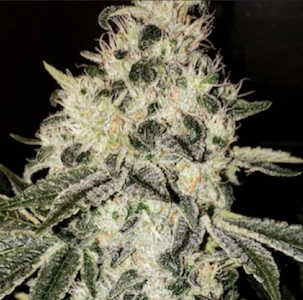 Molecular Farms - 3.5g Mandarin Jack - Sativa