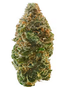 Bubblegum Gelato - 3.5g (IH) - UpNorth