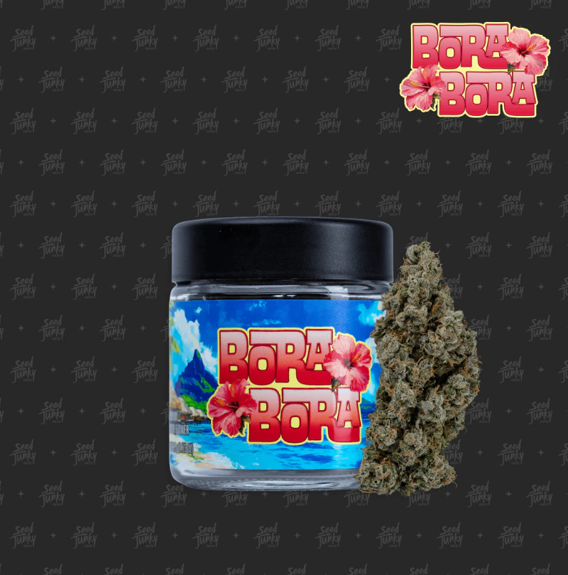 Seed Junky Genetics Michigan - Seed Junky Genetics - 3.5g - Bora Bora Main Image