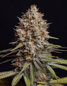 1g Limesicle - Sativa Dominant Hybrid  