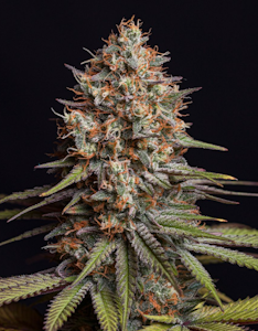 CornerStore Cultivation - 3.5g Limesicle - Sativa Dominant Hybrid