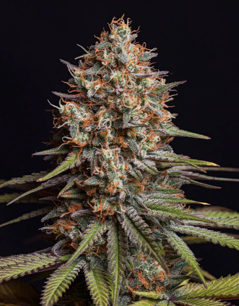 CORNERSTORE CULTIVATION - 3.5g Limesicle - Sativa Dominant Hybrid Main Image
