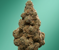 Florette "Cheddar Cheeze" 3.5g Whole Flower