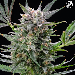 CT Pharma - Blue Sky Haze Flower THC:CBD 26150