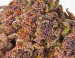 Sacci | Trop Cherry | Dime Bag | 0.7g