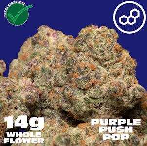 THERAPLANT - Purple Push P 14g 41206