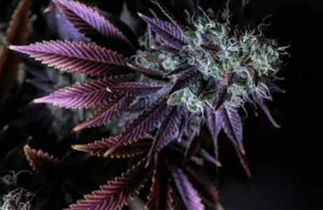 CornerStore Cultivation - 1g Purple Nerdz - Hybrid