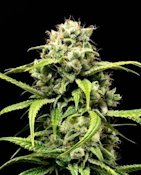 14g Cup of Joe - Sativa