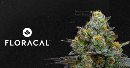 FloraCal - Sharron Stoned | 14g | Floracal Main Image