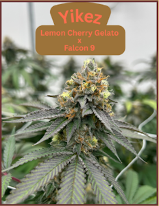 Bass River Buds - Flower | Bass River Buds | Yikez | 3.5g