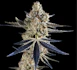 Product Preview Image 2