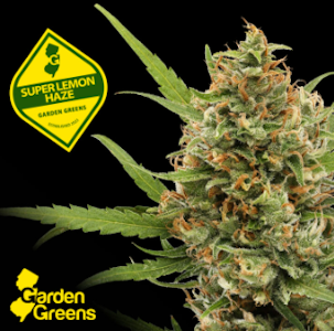 GARDEN GREENS - Flower | Mixed | Garden Greens | Super Lemon Haze | 7g