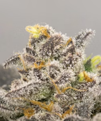 Goodies | Cutiez | 1g