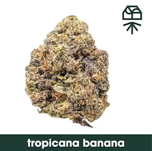GRASSROOTS (NM) - Flower | Buds | Grassroots | Tropicana Banana | 3.5g