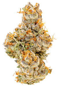 Umamii - Georgia Apple Pie | Full Melt Bubble Hash Infused | Preroll | 1.2g (Umamii)