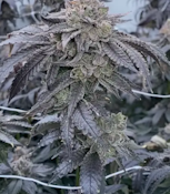 1g Zangria Hybrid Flower