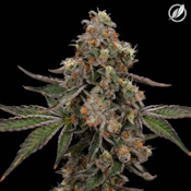 Durban Stardawg Flower H 26223