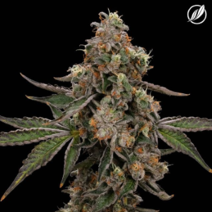 CT Pharma - Durban Stardawg Flower H 26223