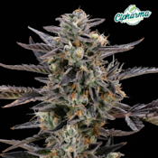 Emerald Kush Flower S 26422