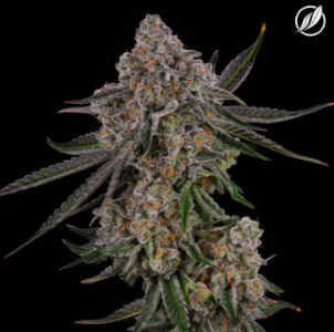 CT Pharma - Ghost White Flower I 26437