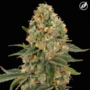 CT Pharma - Scout Breath  - CTP indica Flower I 26196
