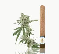 LEFT COAST 2.2G Maui Wowie Infused Blunt Preroll