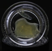 Lemon Headz #4 Fresh Press Live Rosin - 1g