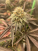 14g Crushed Ice - Hybrid