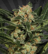 14g Candy Crush - Indica Hybrid 