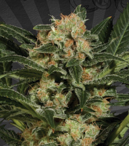 Molecular Farms - 1g Candy Crush - Indica Hybrid 