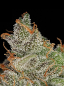 3.5g King's Juice - Sativa Dominant 