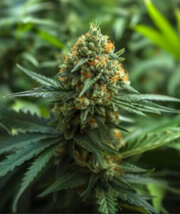 ALTSOL - 3.5g Panama Red - Sativa