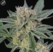 Dieselato Flower H 26461