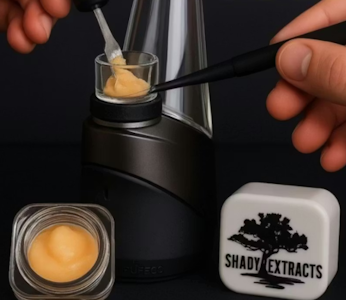 SHADY EXTRACTS - Shady Extracts | Biscotti Burgundy Cured Badder | 1g