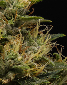 Molecular Farms - 1g Chem #28 - Sativa Dominant Hybrid