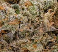 1g - Tahiti Twist - Hybrid