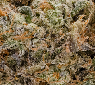 ALTSOL - 1g - Tahiti Twist - Hybrid