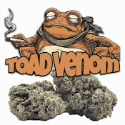 Green Dragon 3.5G Toad Venom Indoor Flower