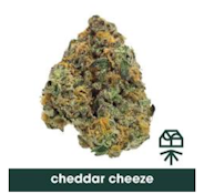 Curaleaf Whole Flower 3.5g Ched R Cheez (I) 01239