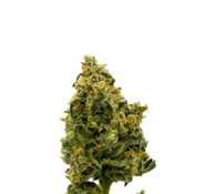 Curaleaf Whole Flower 3.5g Hickory Hash (H) 01233