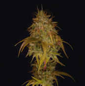 3.5g King Kong - Indica 