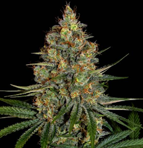 Molecular Farms - 1g - Garlic Diesel - Sativa Dom Hybrid