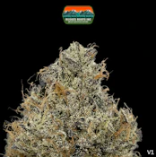 1g Dime Bag | Edo G