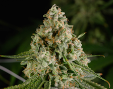 AGL 14g Durban Z (S) 00810