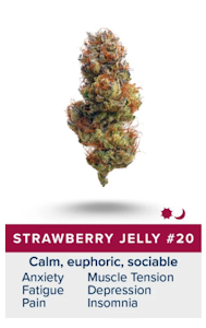 Breakwater - Flower | Breakwater | Strawberry Jelly #20 | 7g