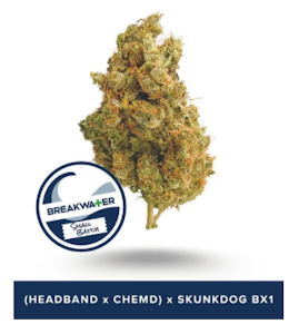 Breakwater - Flower | Breakwater | (Headband x ChemD) x Skunkdog Bx1 | 7g